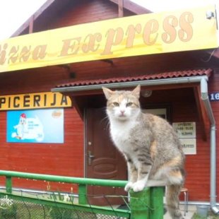 Kaķīt's no Līvāniem. /Iesūtījis Sergio/