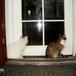 Gaidām picas gabaliņu... /Iesūtījis Sergio/