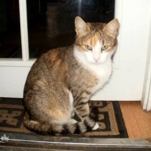 Kaķīt's no Līvāniem. /Iesūtījis Sergio/