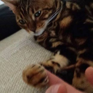 Simba. /Iesūtījusi Linda/