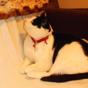 Tosja no Reikjavikas. /Iesūtījusi Jeļena/