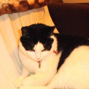 Tosja no Reikjavikas. / Iesūtījusi Jeļena/