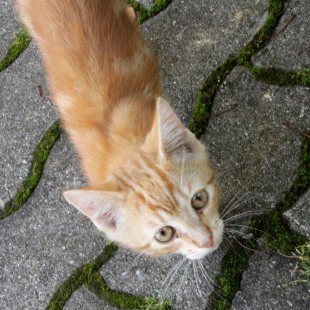 Ungārijas kaķīt's. /Iesūtījis Varis/